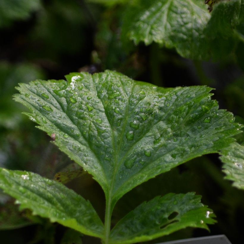 Geum Cosmopolitan (Foliage)