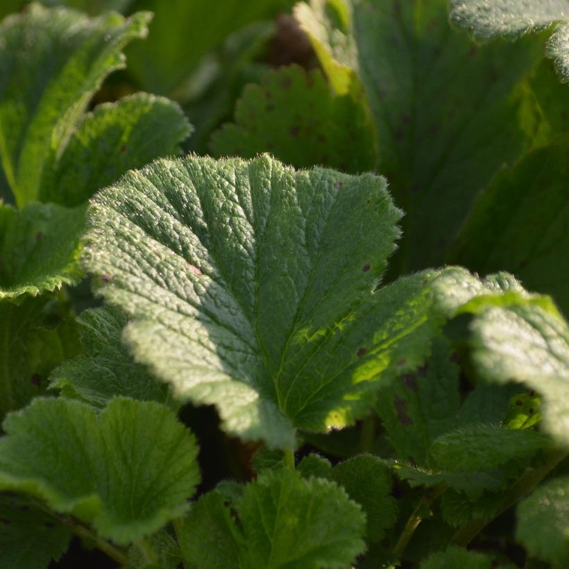 Geum rivale Mai tai (Foliage)