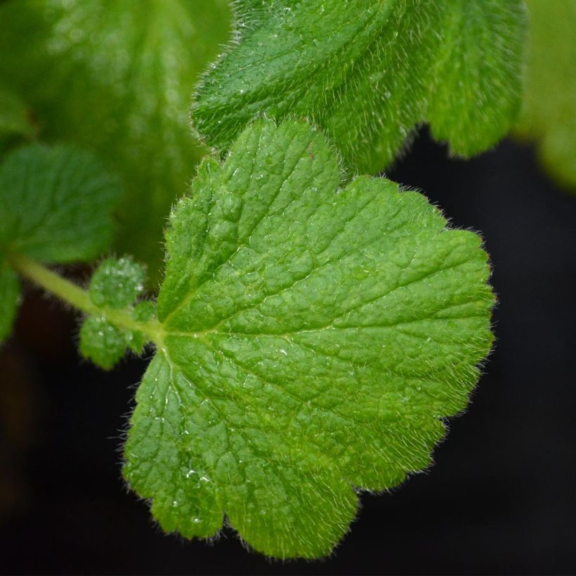 Geum Prinses Juliana (Foliage)