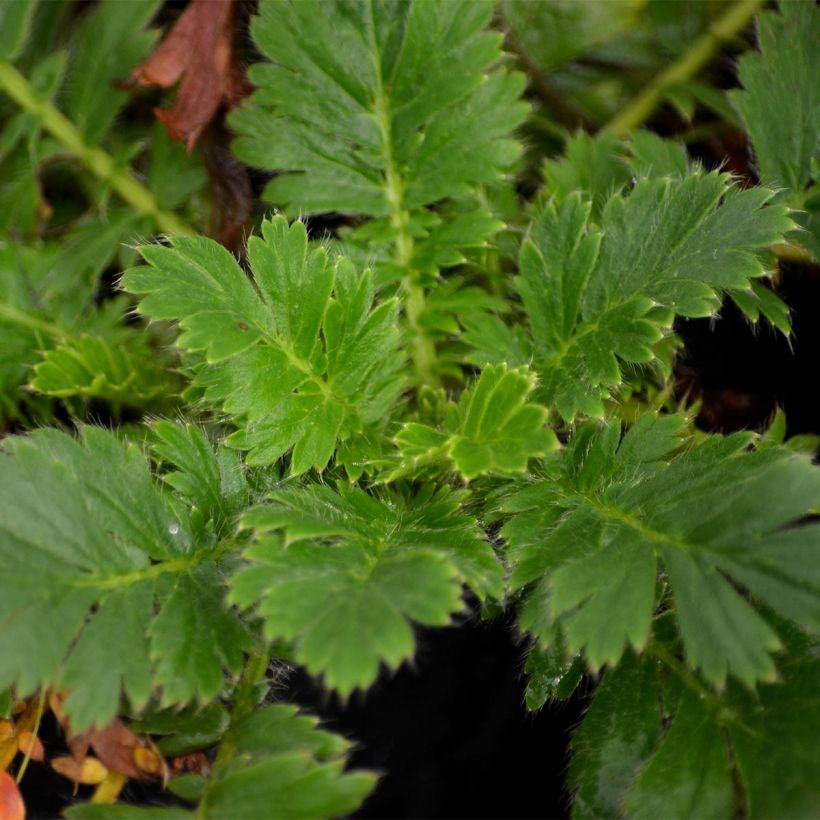 Geum triflorum (Foliage)