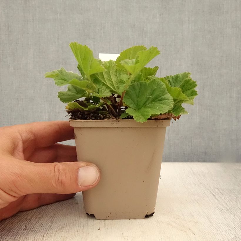 Geum chiloense Sigiswang 8/9 cm pot sample as delivered in summer