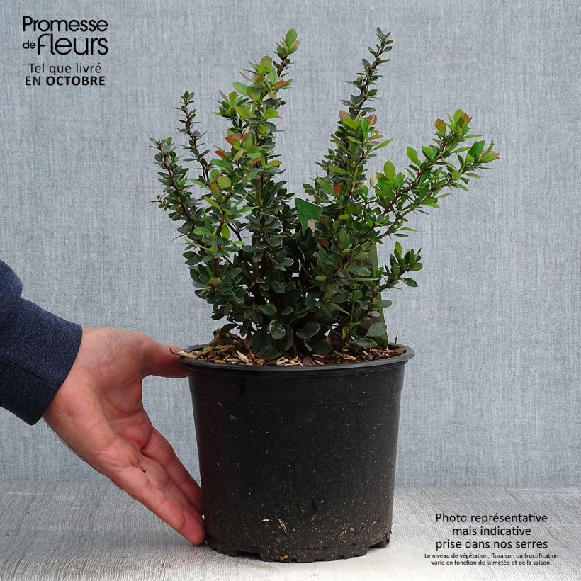 Berberis buxifolia Nana - Barberry 3L/4L pot sample as delivered in autumn