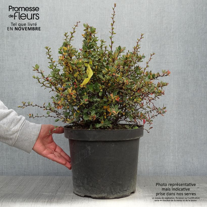 Berberis buxifolia Nana - Barberry 7.5L/10L pot sample as delivered in autumn