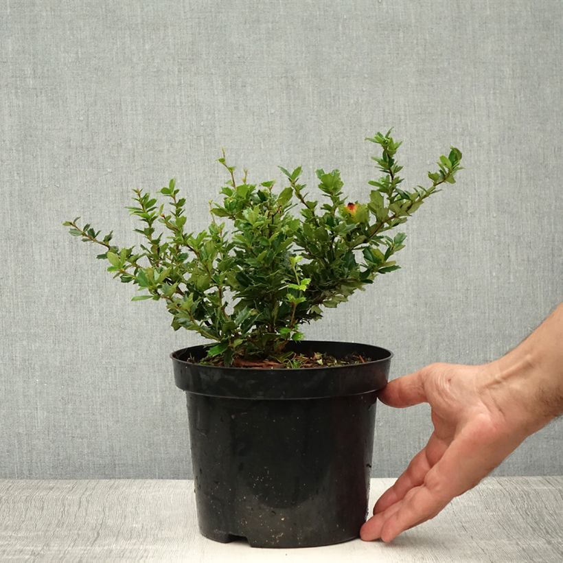 Berberis darwinii - Darwins barberry 2L/3L pot sample as delivered in summer