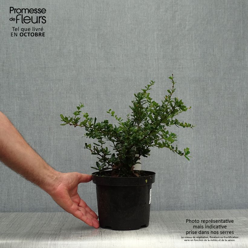 Berberis darwinii Compacta - Barberry 3L/4L pot sample as delivered in autumn