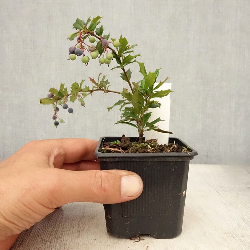 Berberis darwinii - Darwins barberry 8/9 cm pot sample as delivered in summer
