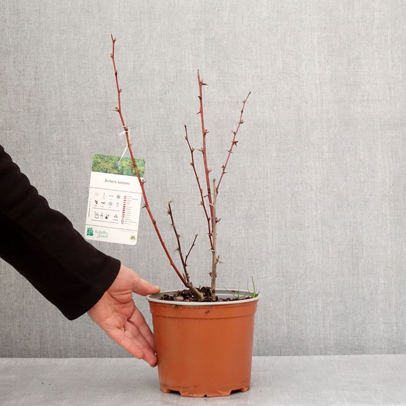 Berberis koreana - Korean barberry 3L/4L pot sample as delivered in winter