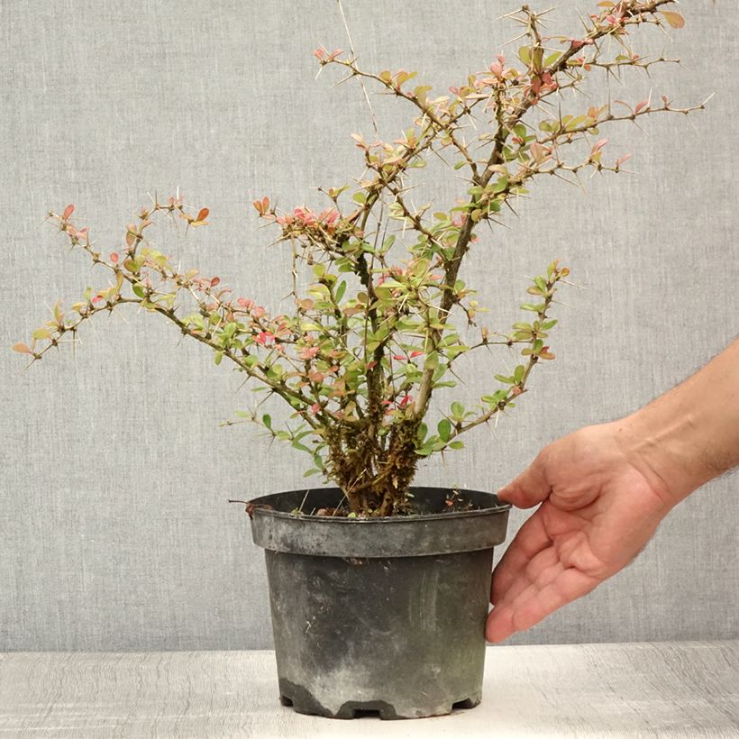 Berberis chenaultii Parkjuweel - Barberry 2L/3L pot sample as delivered in summer