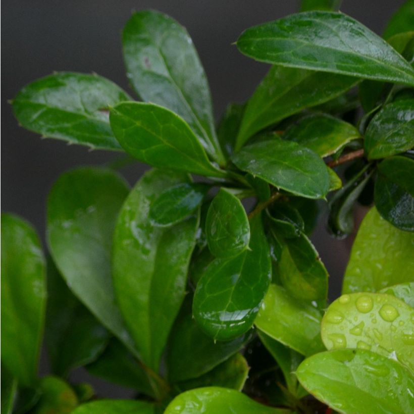 Berberis x media Red Jewel - Barberry (Foliage)