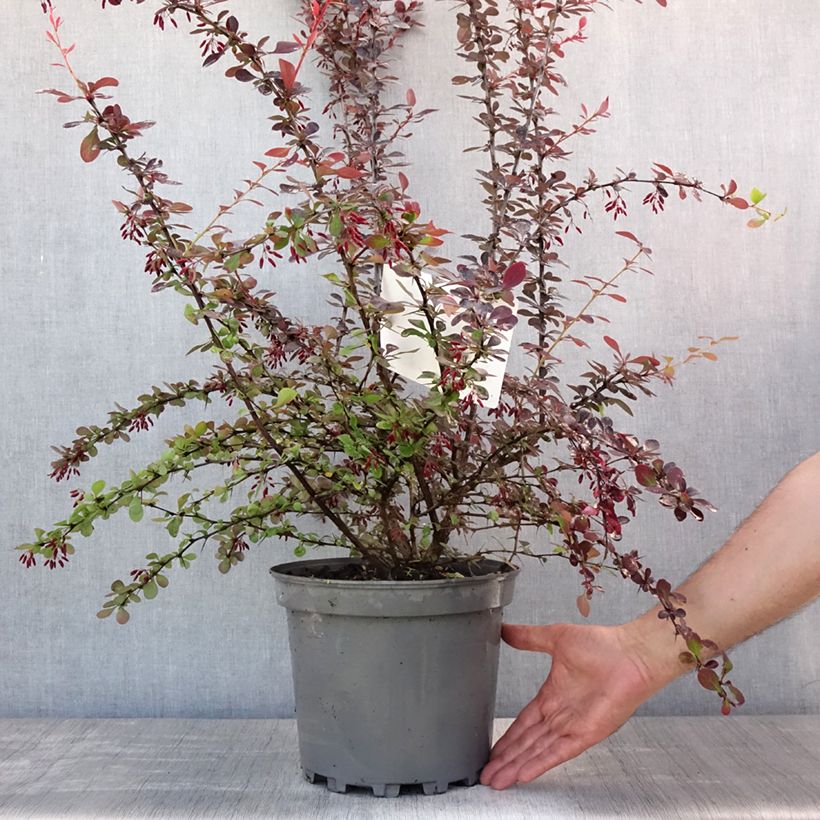 Berberis ottawensis Auricoma - Barberry 7.5L/10L pot sample as delivered in summer