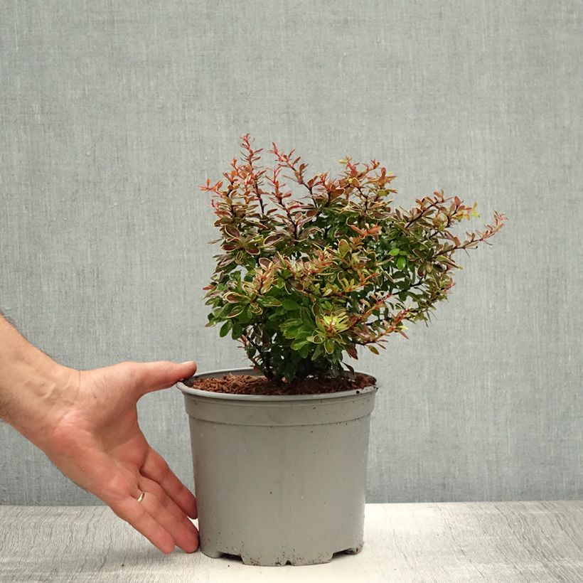 Berberis thunbergii Admiration - Barberry 2L/3L pot sample as delivered in summer