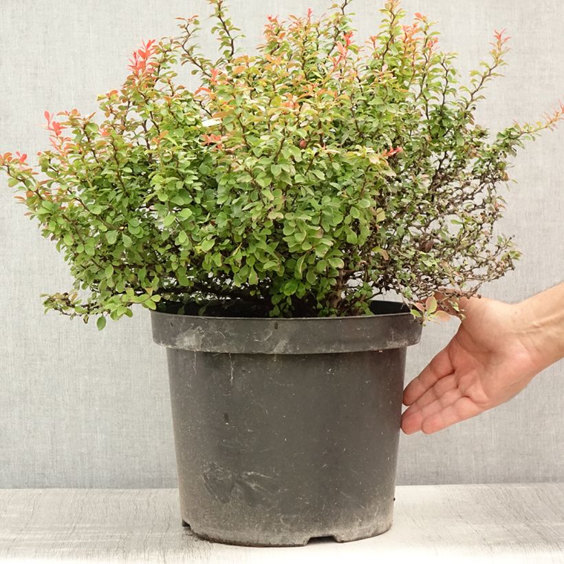 Berberis thunbergii Admiration - Barberry 7.5L/10L pot sample as delivered in summer