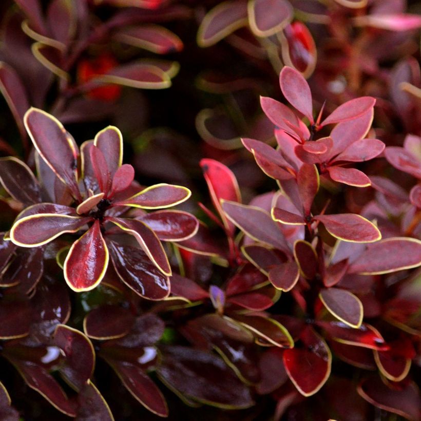 Berberis thunbergii Admiration - Barberry (Foliage)