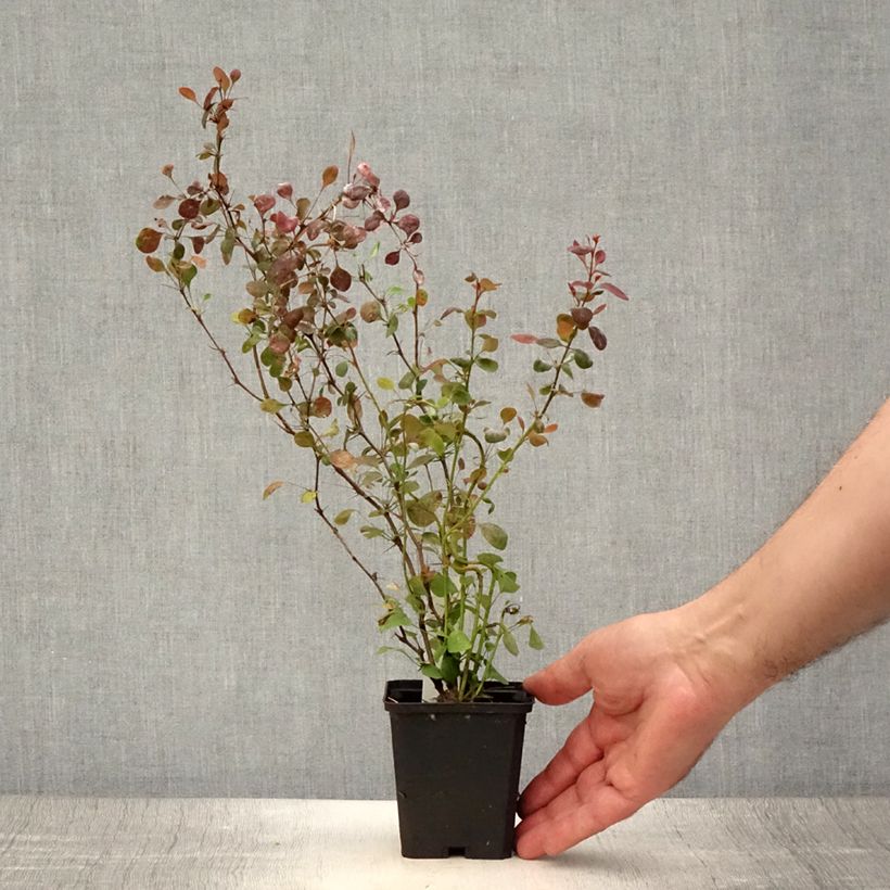 Berberis thunbergii Atropurpurea - Barberry 8/9 cm pot sample as delivered in summer