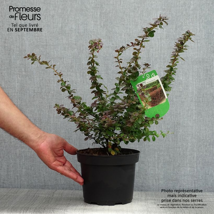 Berberis thunbergii Atropurpurea - Barberry 2L/3L pot sample as delivered in summer