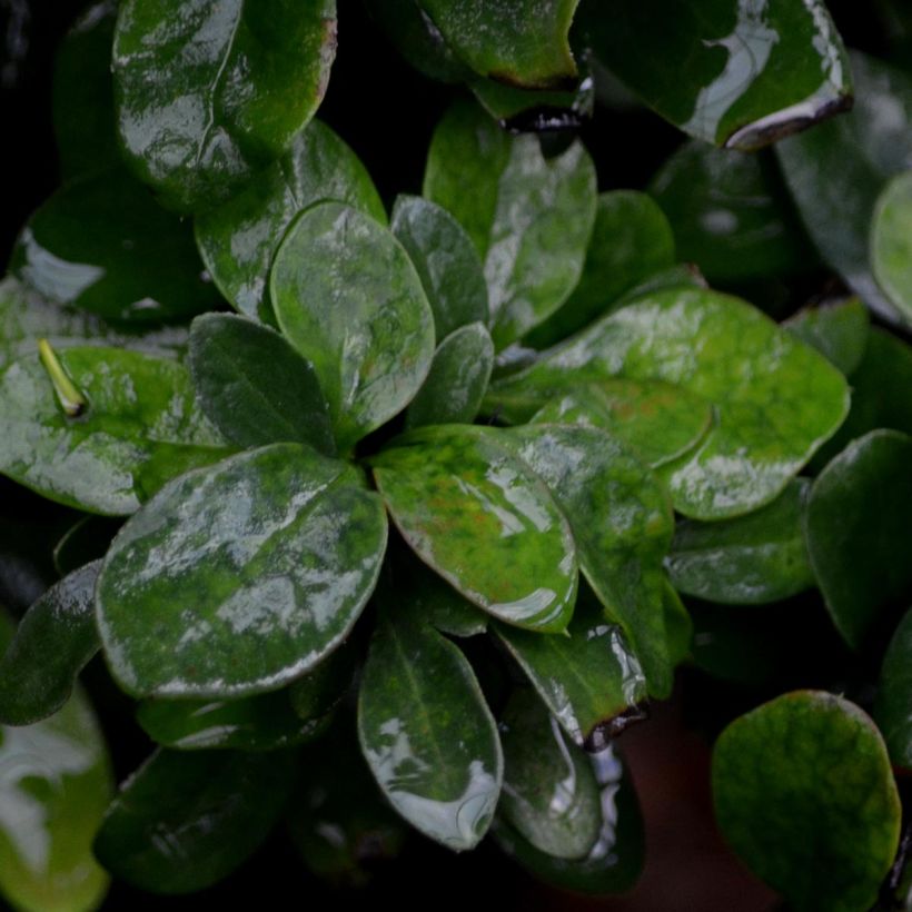 Berberis thunbergii Bagatelle - Barberry (Foliage)