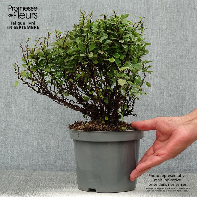 Berberis thunbergii Bagatelle - Barberry 2L/3L pot sample as delivered in summer
