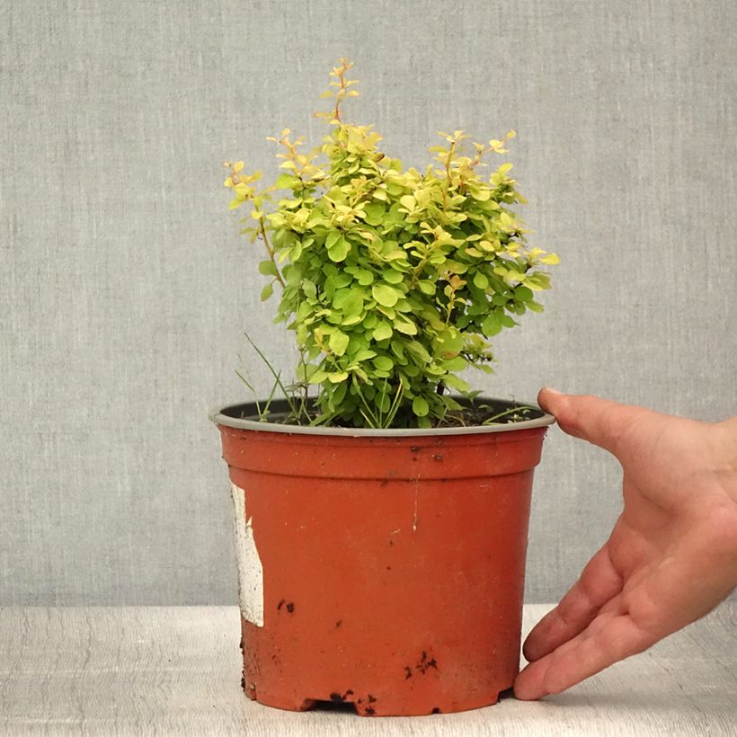 Berberis thunbergii Bonanza Gold - Barberry 2L/3L pot sample as delivered in summer
