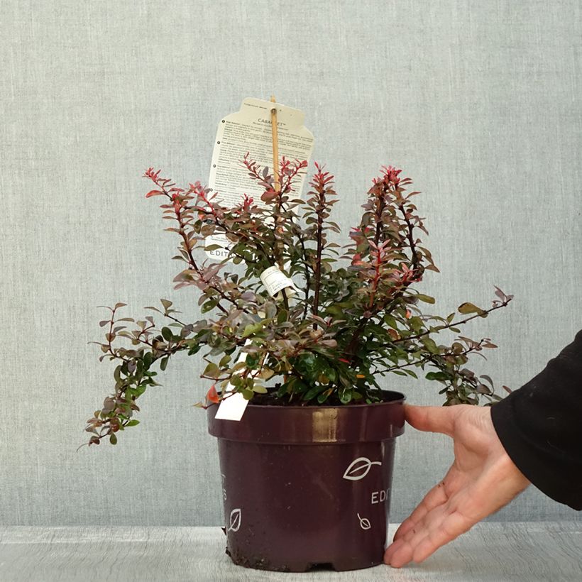 Berberis thunbergii Cabernet - Japanese Barberry 3L/4L pot sample as delivered in autumn
