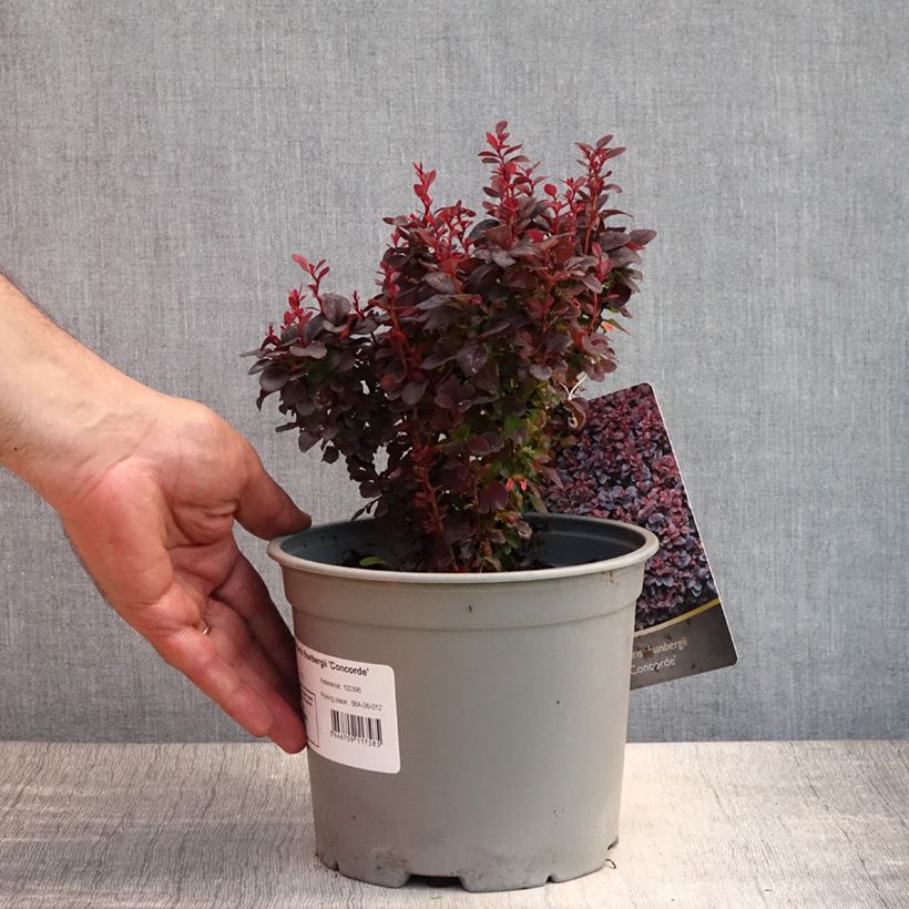 Berberis thunbergii Concorde - Barberry 2L/3L pot sample as delivered in summer