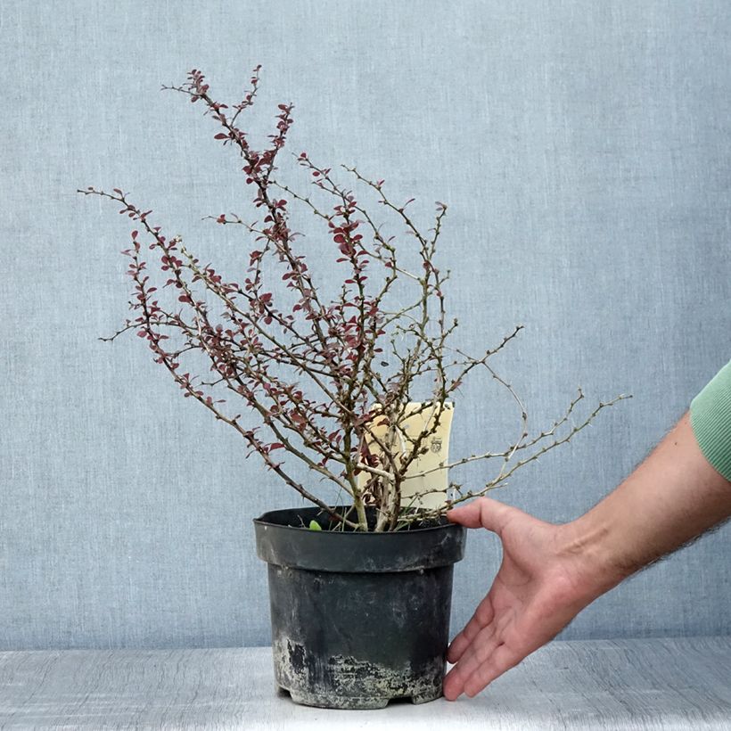 Berberis thunbergii Darts Red Lady - Barberry 2L/3L pot sample as delivered in summer