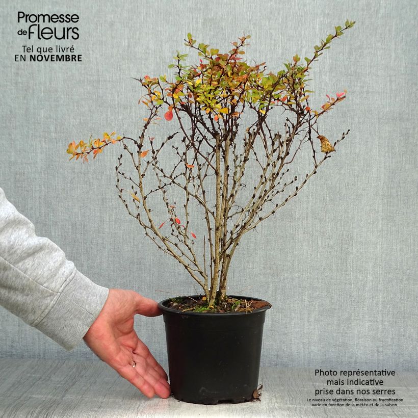 Berberis thunbergii - Barberry 2L/3L pot sample as delivered in autumn