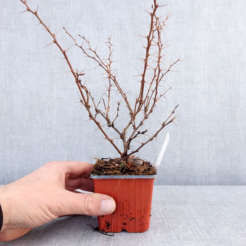 Berberis thunbergii Erecta 8/9 cm pot sample as delivered in winter