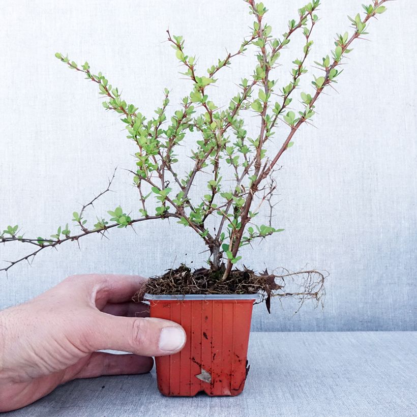Berberis thunbergii Erecta - Epine-vinette - Godet de 8/9 cm sample as delivered in spring