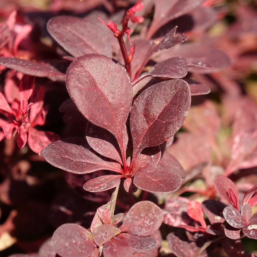 Berberis thunbergii Flamingo (Foliage)