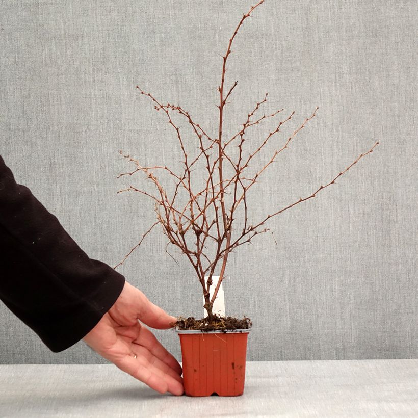 Berberis thunbergii Flamingo 8/9 cm pot sample as delivered in winter