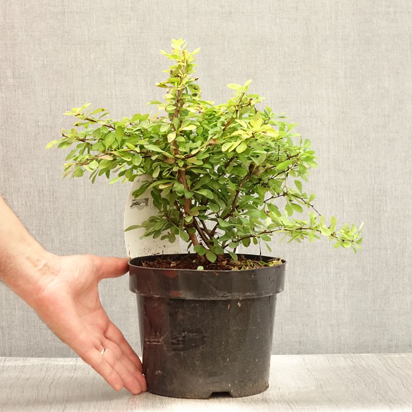Berberis thunbergii Golden Carpet - Barberry 3L/4L pot sample as delivered in summer