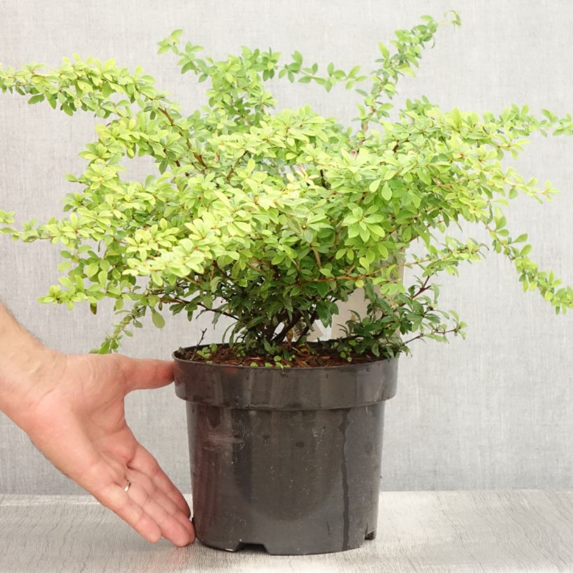Berberis thunbergii Golden Dream - Barberry 2L/3L pot sample as delivered in summer