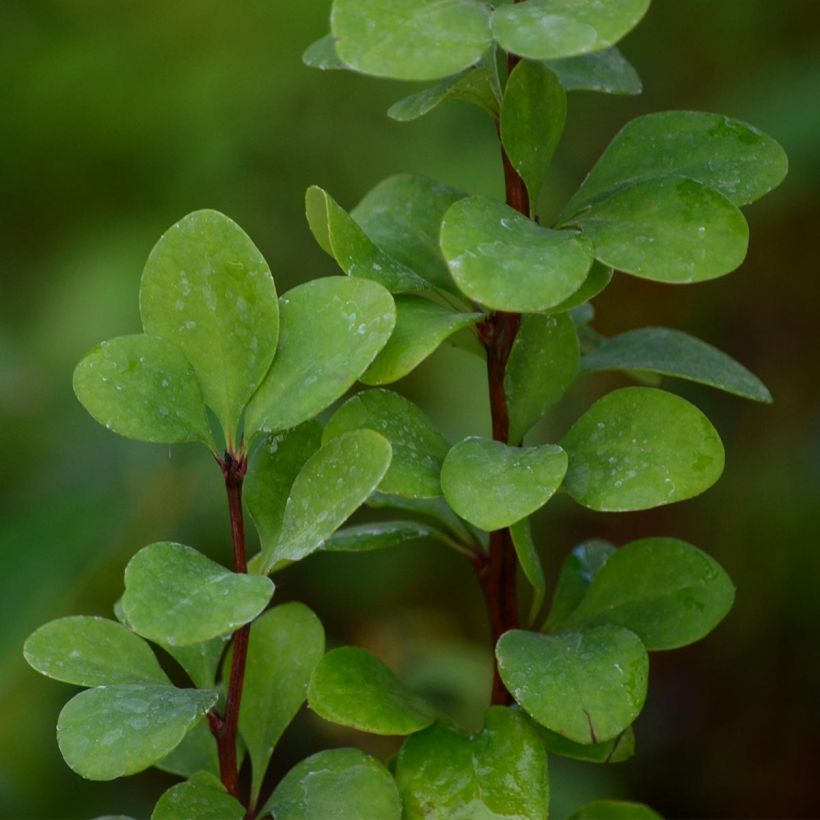 Berberis thunbergii Golden Rocket - Barberry (Foliage)