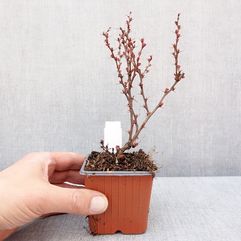 Berberis thunbergii Golden Ruby 8/9 cm pot sample as delivered in winter