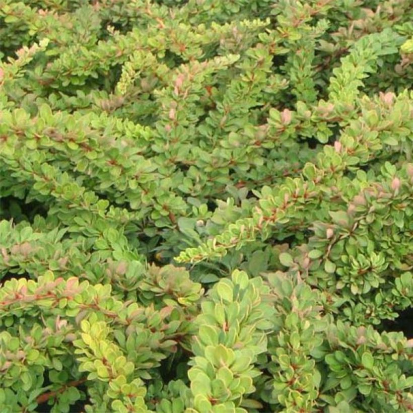 Berberis thunbergii Green Carpet - Barberry (Foliage)