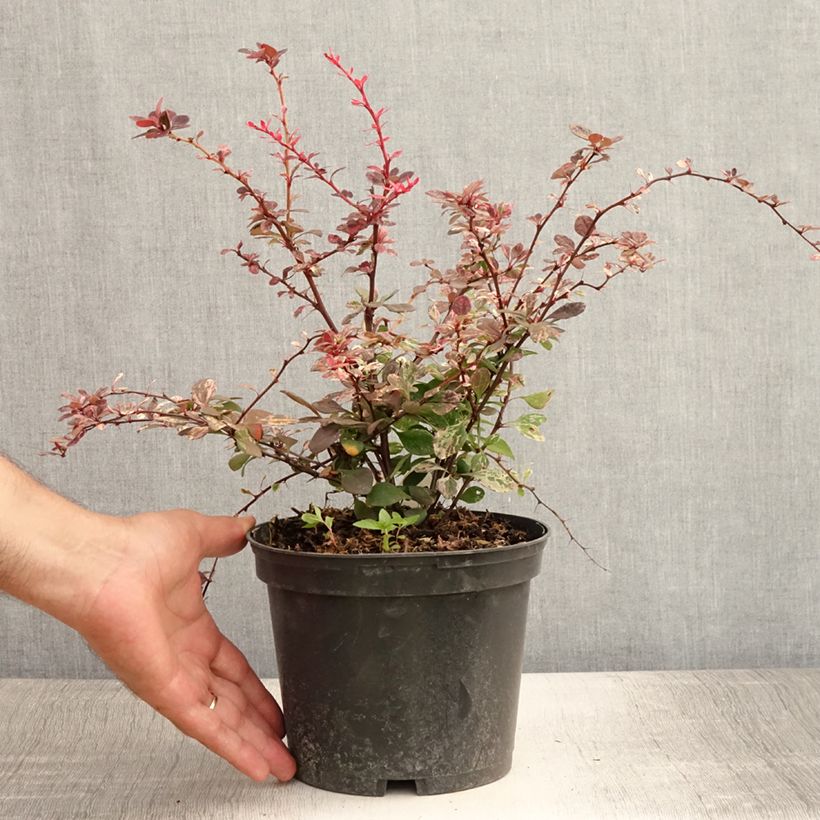 Berberis thunbergii Harlequin - Barberry 2L/3L pot sample as delivered in summer