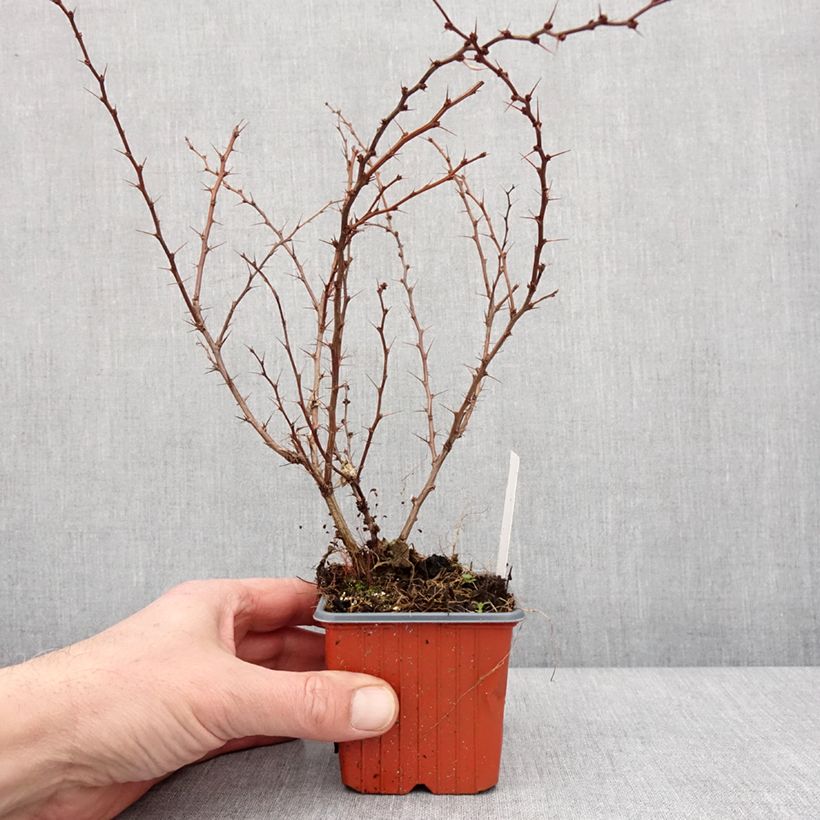 Berberis thunbergii Kelleriis 8/9 cm pot sample as delivered in winter