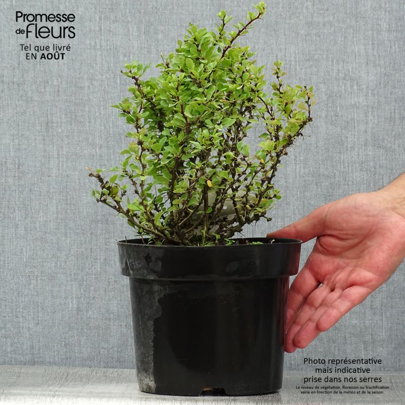 Berberis thunbergii Kobold - Barberry 2L/3L pot sample as delivered in summer