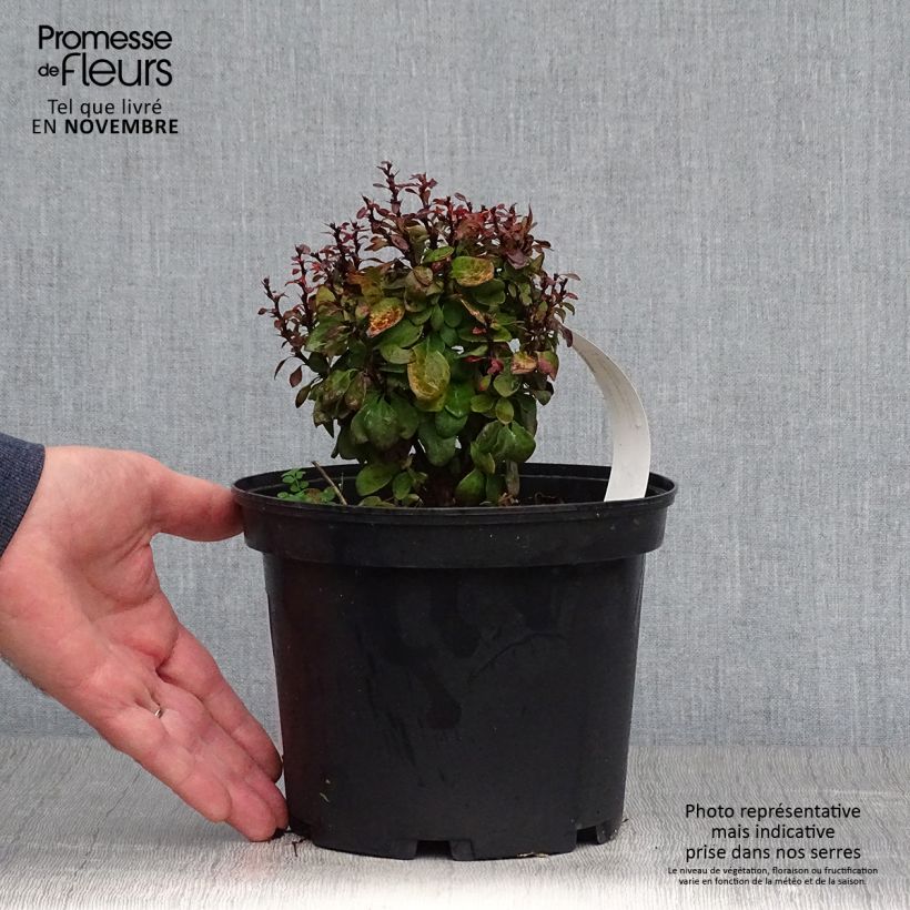 Berberis thunbergii Lutin Rouge - Barberry 2L/3L pot sample as delivered in autumn