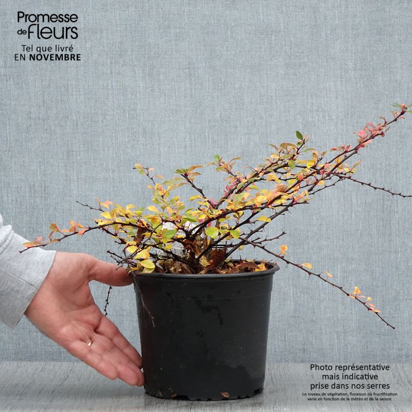 Berberis thunbergii Natasza - Barberry 2L/3L pot sample as delivered in autumn