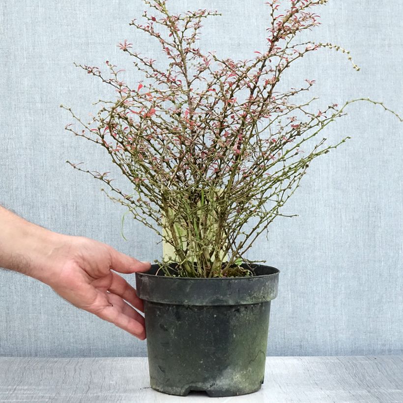 Berberis thunbergii Orange Dream - Barberry 2L/3L pot 30/40cm sample as delivered in summer