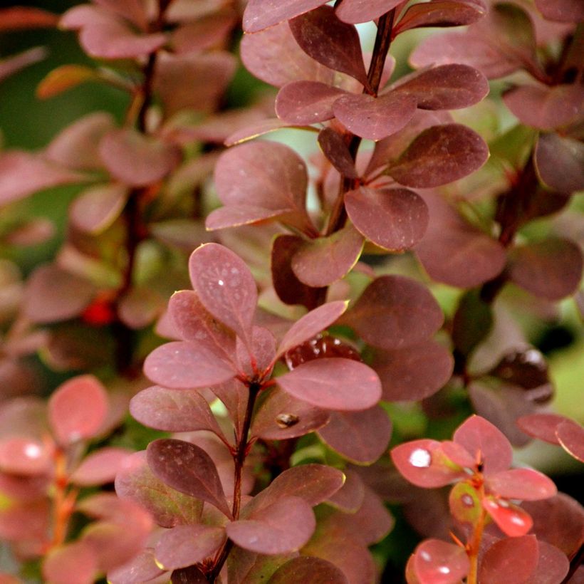 Berberis thunbergii Orange Rocket - Barberry (Foliage)