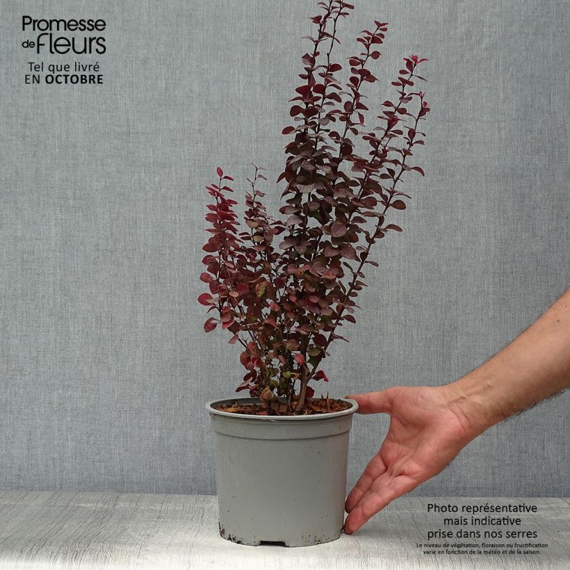 Berberis thunbergii Orange Rocket - Barberry 3L/4L pot sample as delivered in autumn