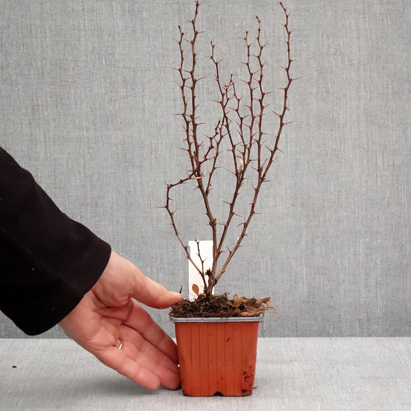 Berberis thunbergii Powwow 8/9 cm pot sample as delivered in winter