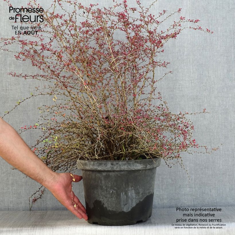 Berberis thunbergii Red Dream - Barberry 7.5L/10L pot sample as delivered in summer