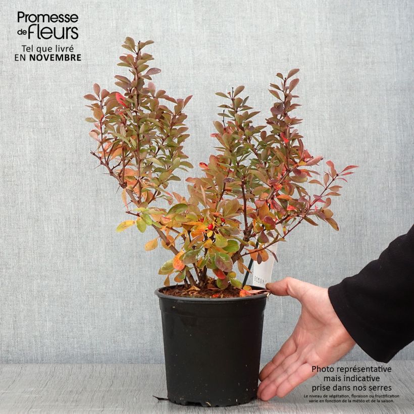 Berberis thunbergii Red Rocket - Barberry 2L/3L pot sample as delivered in autumn
