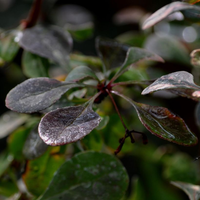 Berberis thunbergii Rosy Glow - Barberry (Foliage)