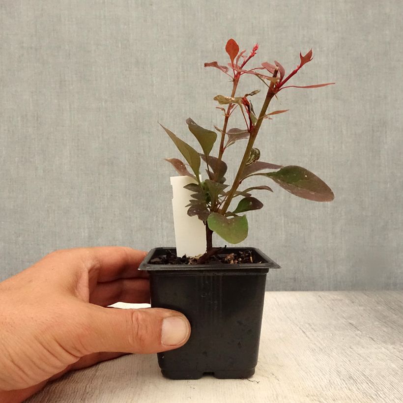Berberis thunbergii Rosy Glow - Barberry 8/9 cm pot sample as delivered in summer