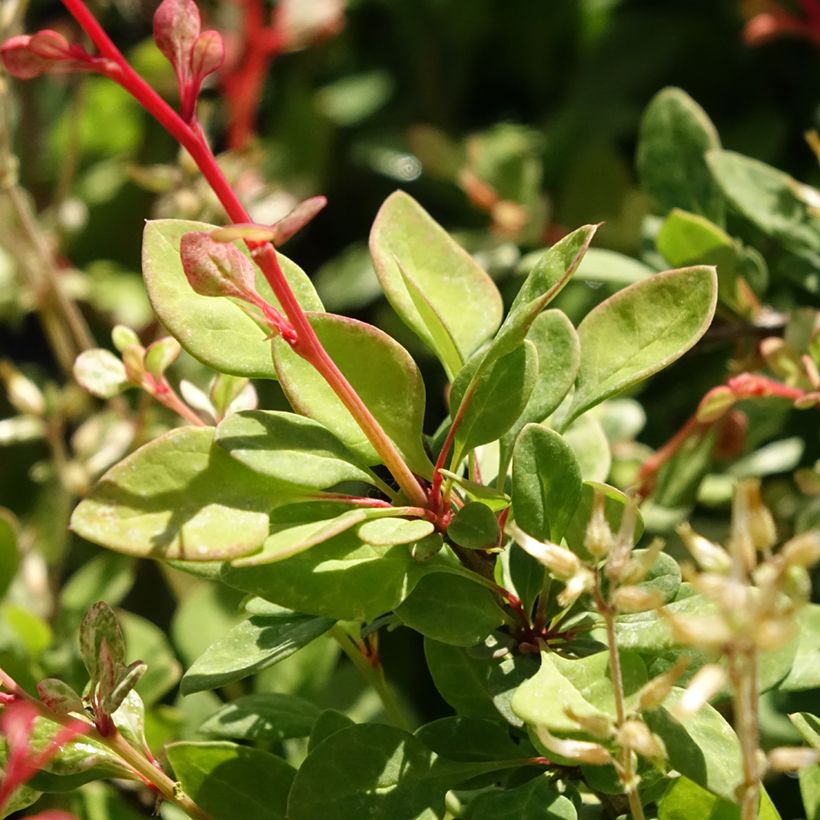 Berberis thunbergii Silver Beauty (Foliage)