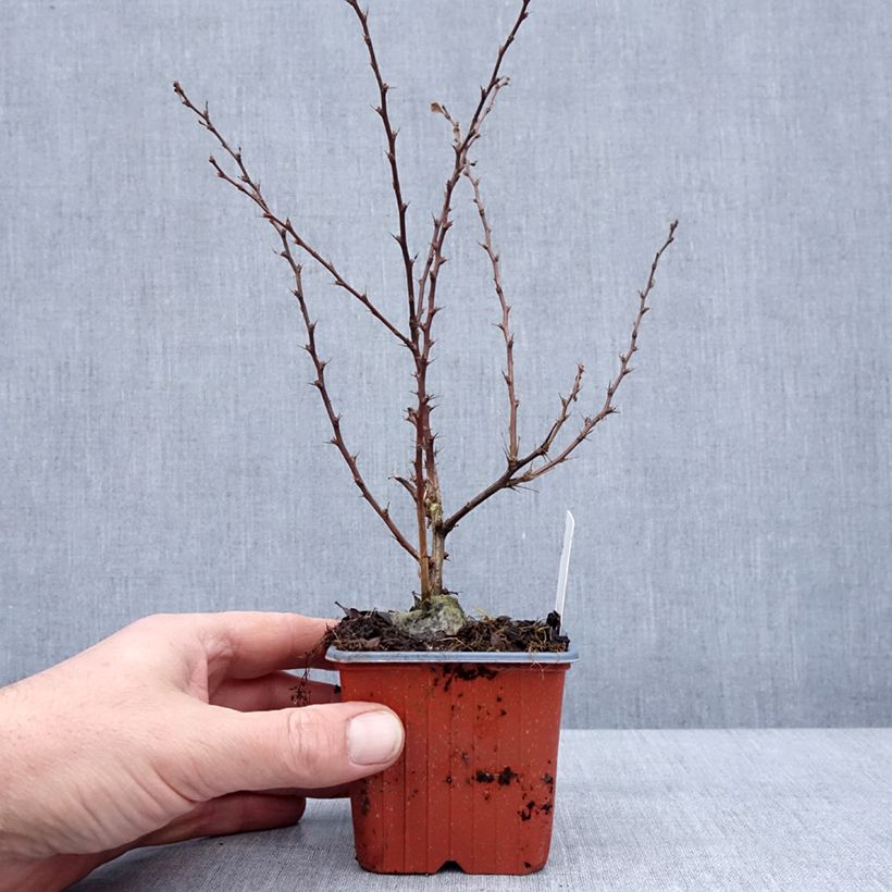 Berberis thunbergii Silver Beauty 8/9 cm pot sample as delivered in winter